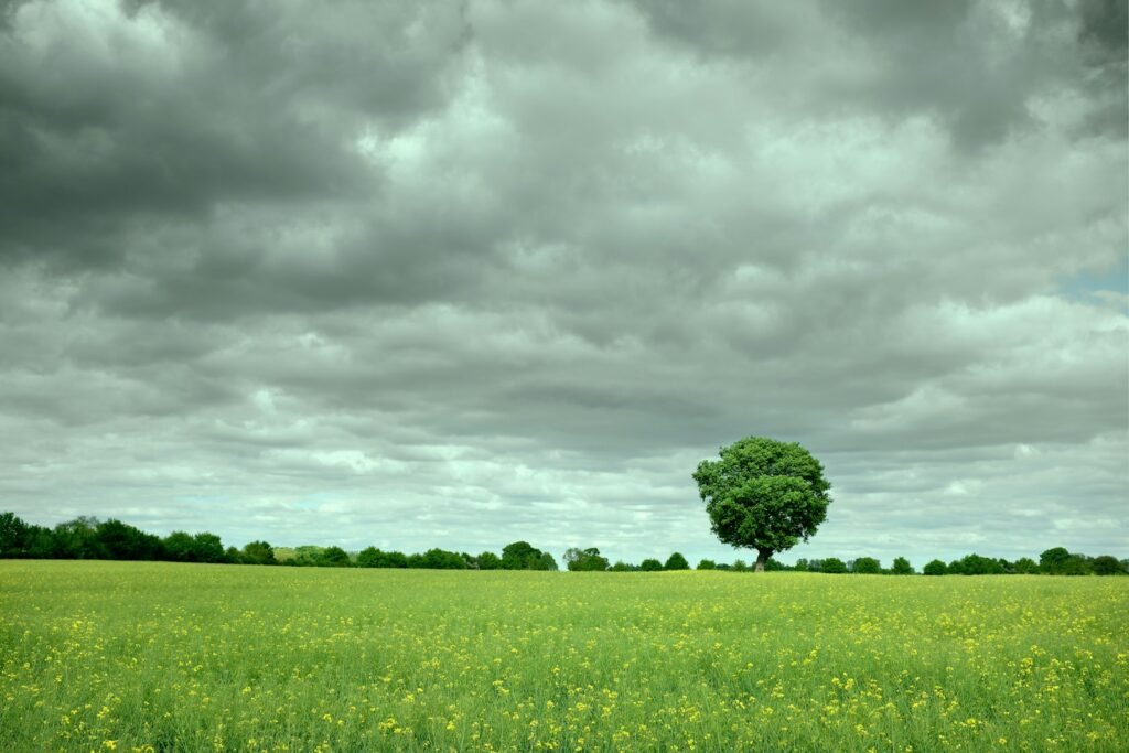 A lone tree in open green farmland under a wide grey sky in rural Yorkshire